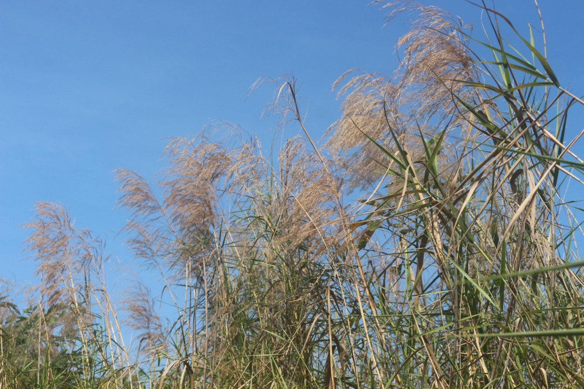 Phragmites